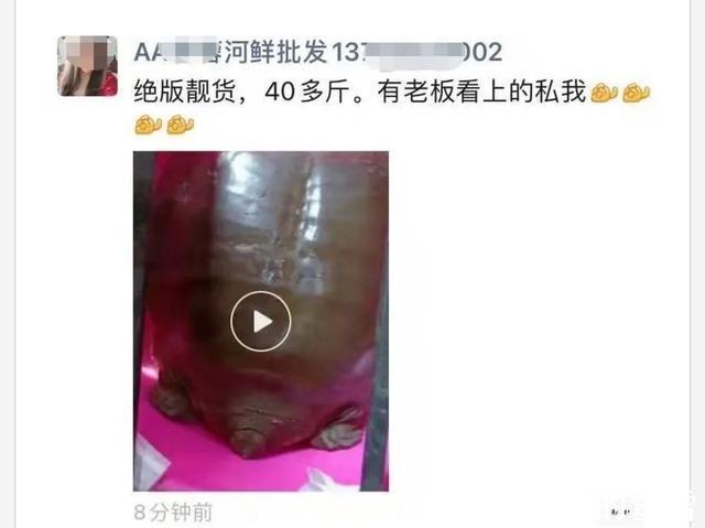 胆大包天，钓到鼋竟然敢网上公开叫卖！是钓鱼人的愚昧还是无知