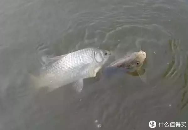 窝点|在野钓中，只要学会这几点，渔获不会少