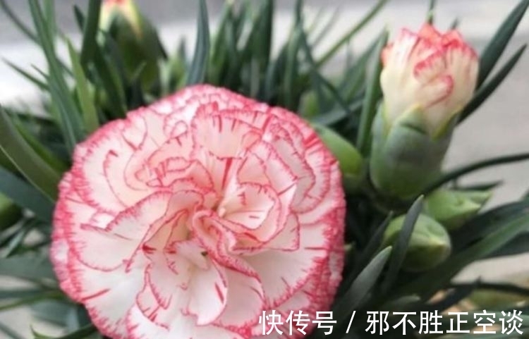 修剪|4种花颜值高又好养,开起花来拦不住,入手不亏