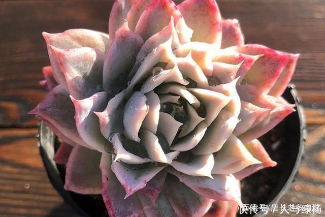 玫瑰女王和女王玫瑰两种多肉虽只是名称颠倒,但形态却有天壤之别