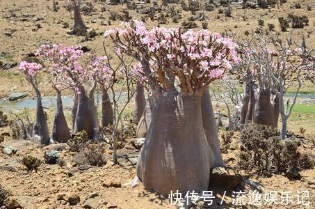 金枝玉叶|7种“富贵花”能活一百年，越养越值钱，家里的“摇钱树”