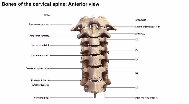 食醋|食醋中加点“它”,头晕手麻也许会消失,肩周炎或许也许悄悄溜走