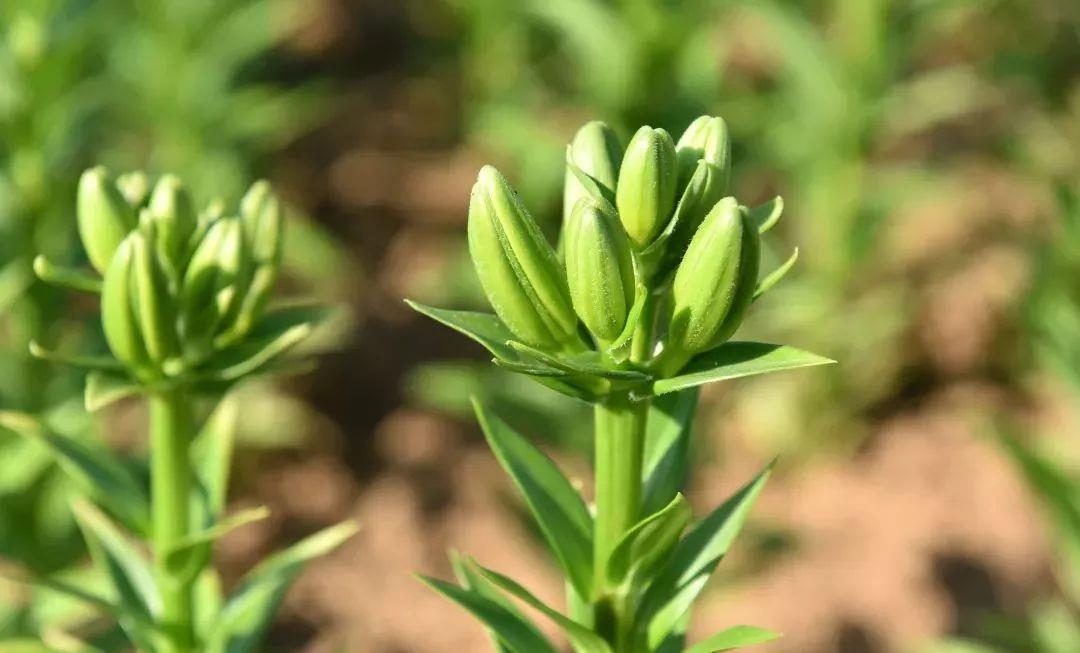 休眠|6种漂亮花,就怕下雨天,淋雨就发黄,雨天快搬屋里去