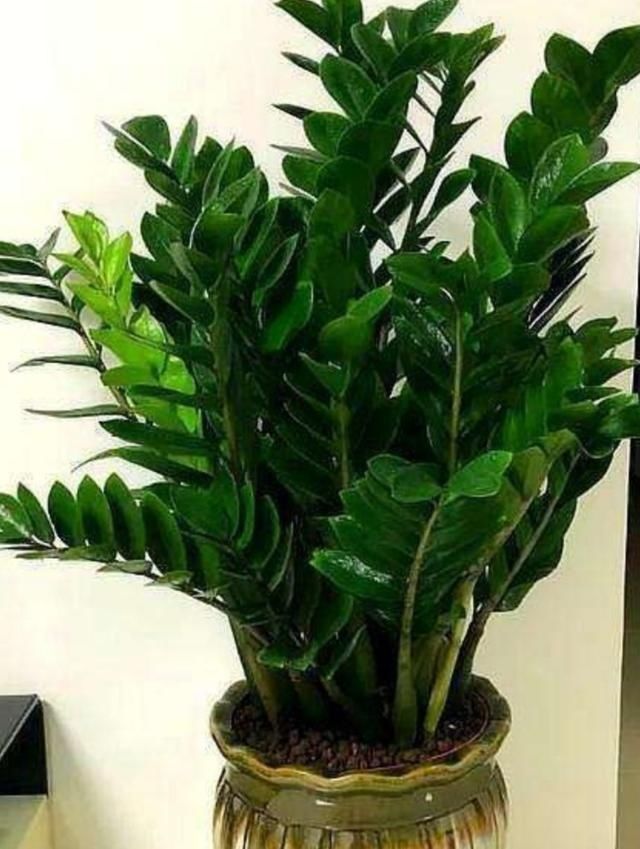 黄叶|适合客厅养的6种植物,姿态优美,美观大方,寓意又美好