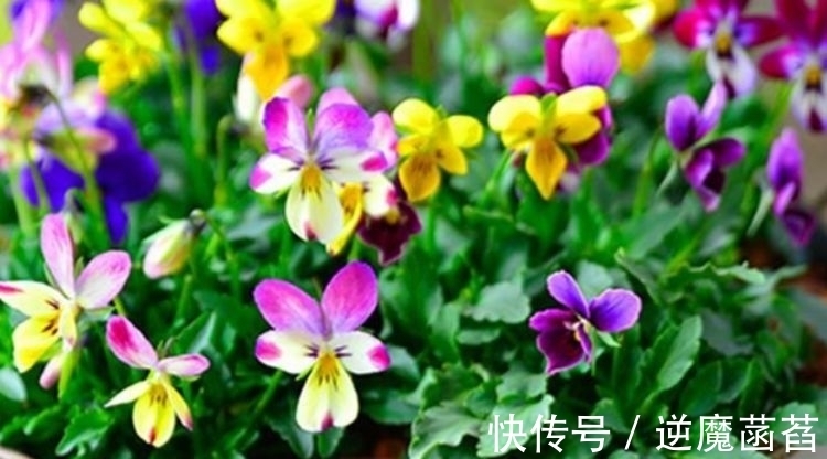 兰花|家里养这几款花卉,娇小不占地,便宜又好养,10元2盆