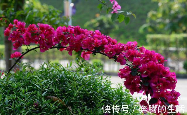 叶施|三角梅开花越来越少,是“它”在作怪,盆里撒1把粪,下次开爆盆