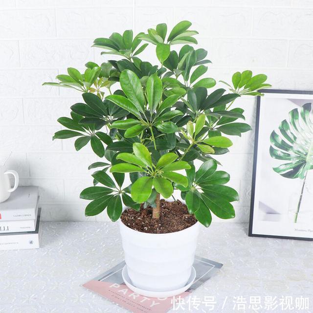 鸭掌木|盆栽鸭掌木夏季怎么养护注意几点,远离黄叶落叶,安全度夏