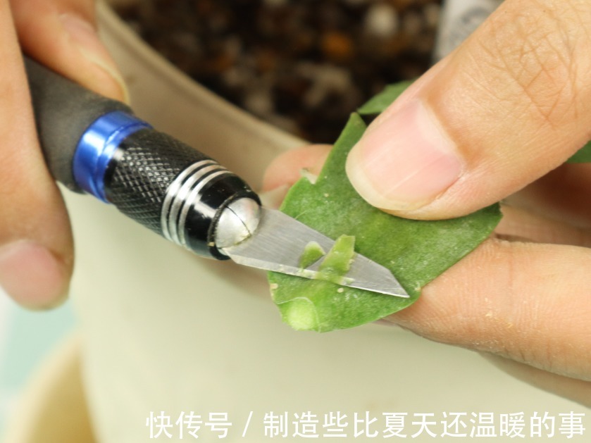 养护蟹爪兰，要注意8个要点，才能开出仙气飘飘花