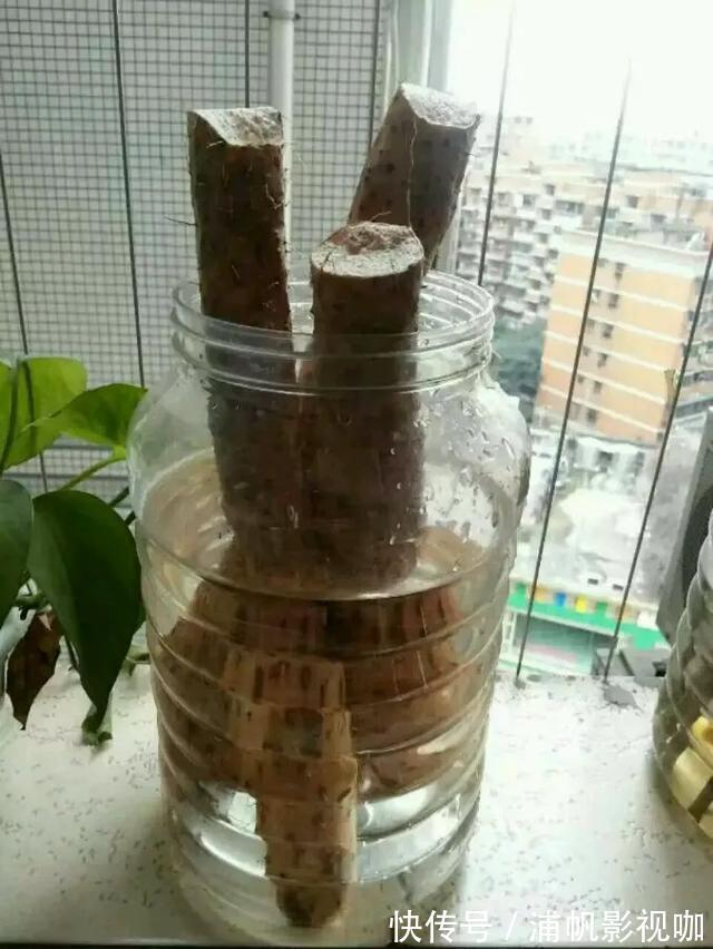 水培|2个月没在家,厨房的菜变成小森林,再也不用买花了!水培蔬菜盆