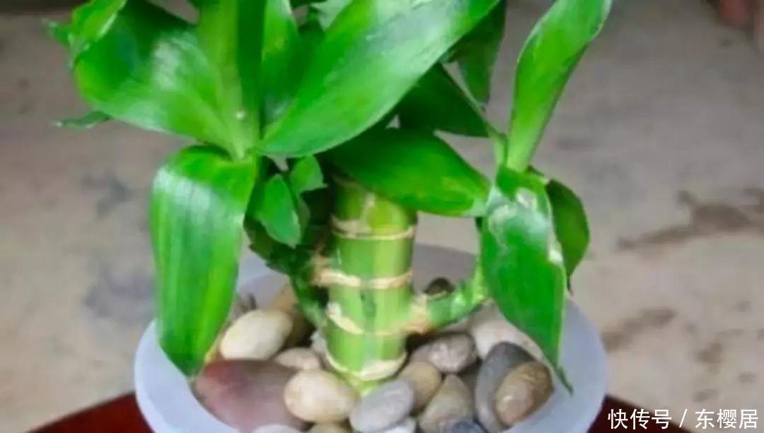 富贵竹、平安树叶子干枯发黄不用怕,教你几招轻松应对黄叶问题