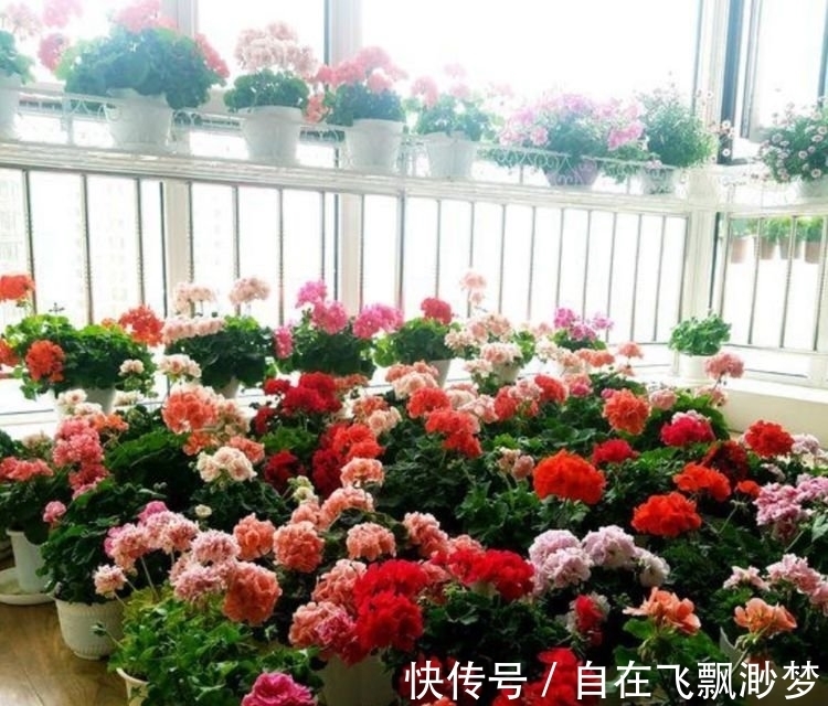 “4种花”懒人、新手都能养的好，一言不合就爆盆，你一定喜欢