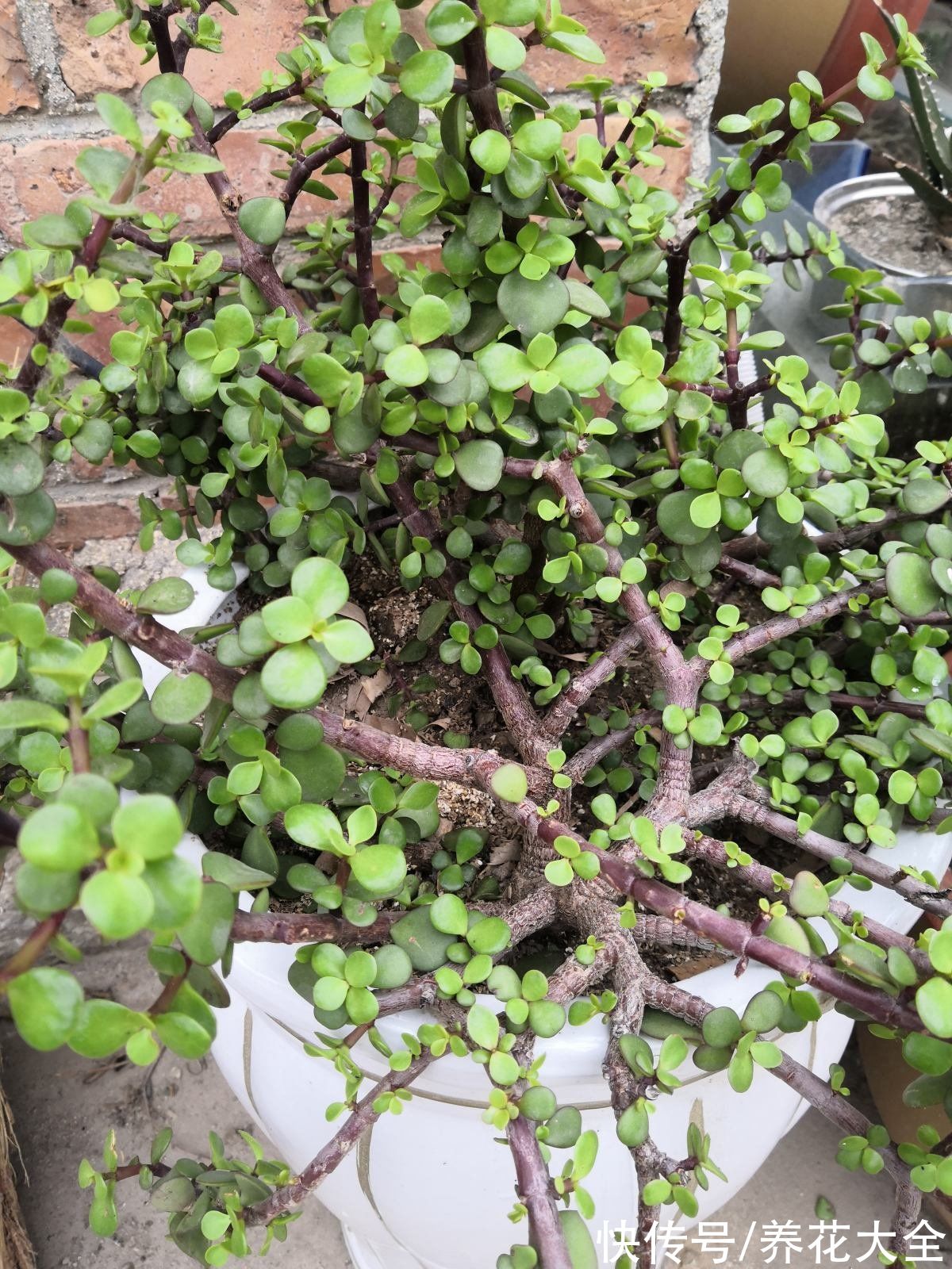 名里带“金”的4种花，有富贵招财好兆头，当年宵花正合适