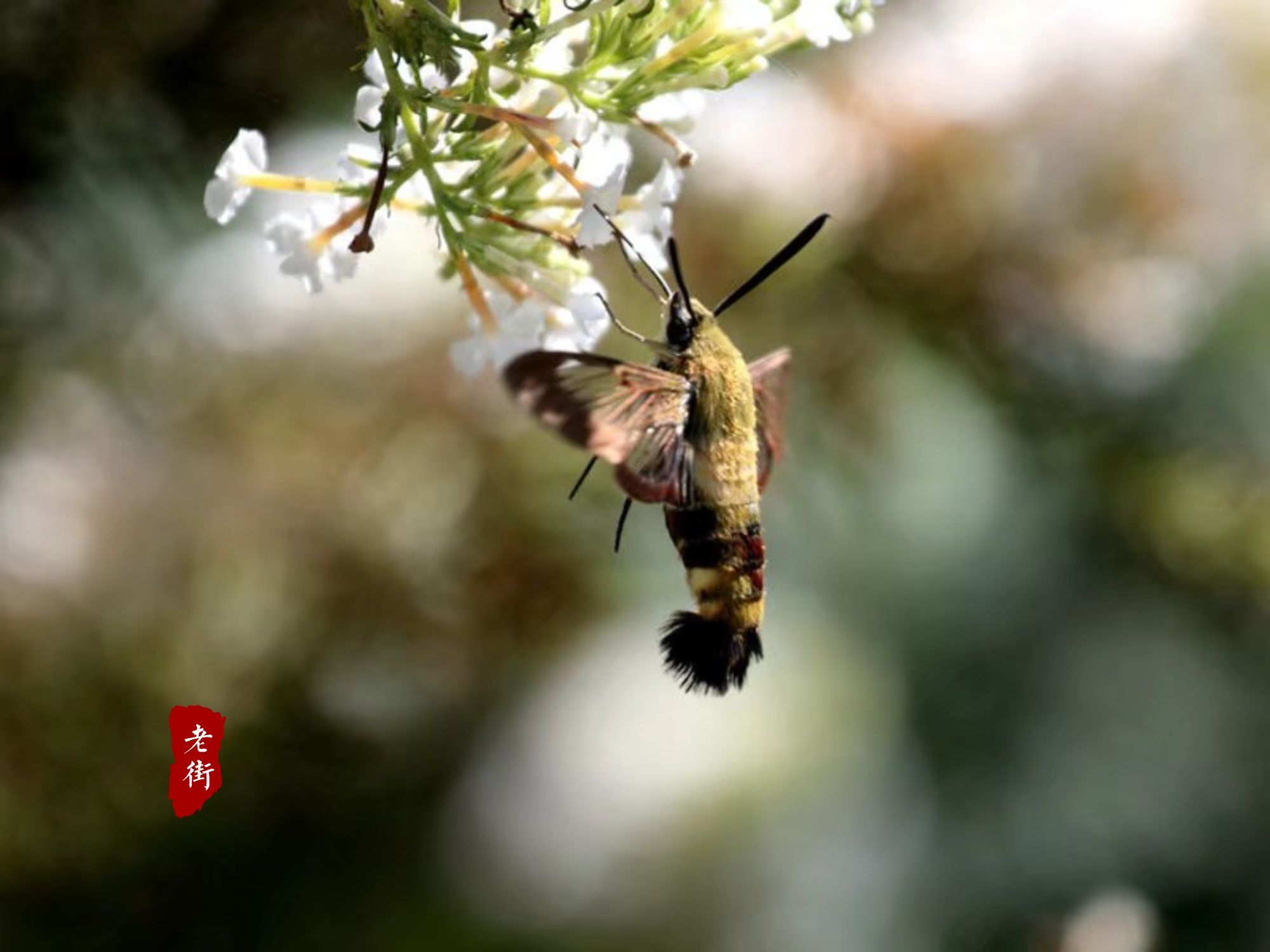 王国维&泪眼问花花不语，乱红飞过秋千去，作诗如何意层深、语浑成？