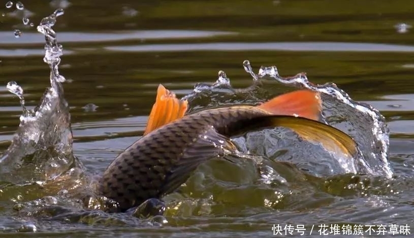 解决小杂鱼“闹钩”的奇葩招数,这招叫以毒攻毒,钓鱼人完胜