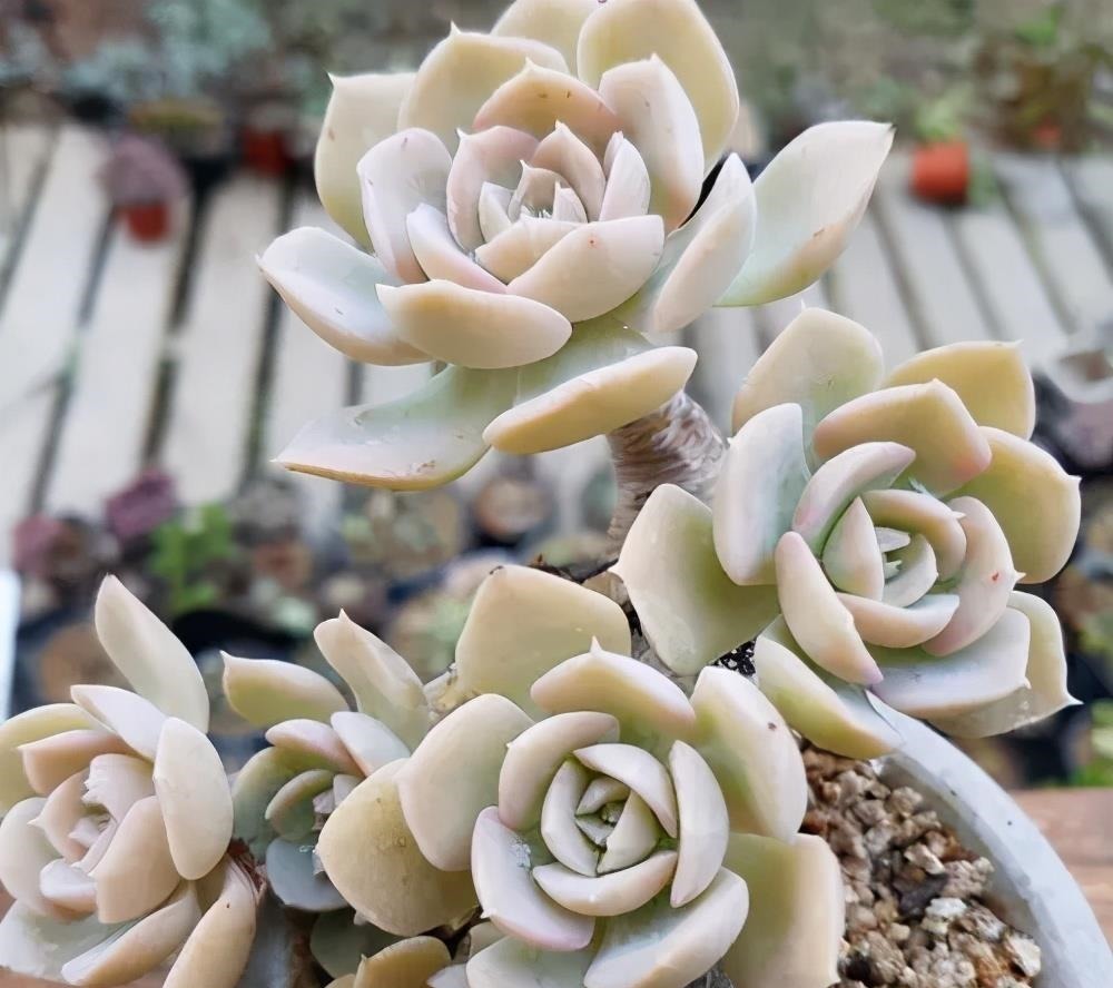 阳台养不好多肉，多半是浇水不当，教你正确浇水，个个长成胖娃娃