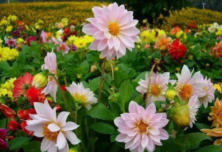 4种花养家里，花大色艳，花香易打理，养在客厅美极了