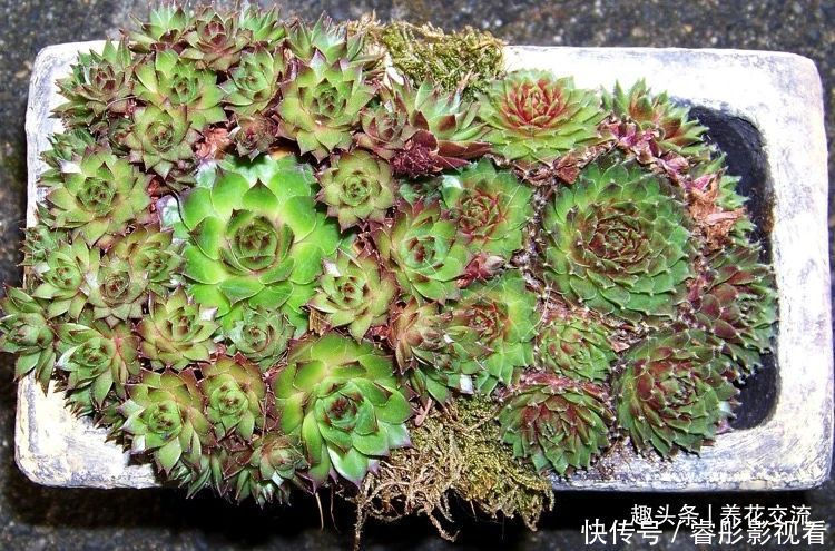 常年“爆崽”的长生草多肉，原来是开完花就挂，你能将它养好么？