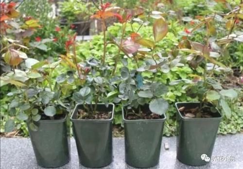 家中养花，盆底垫几种小东西，盆土疏松透气，防止烂根
