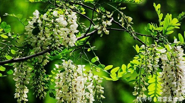 庭院种什么树最吉利,还好看?