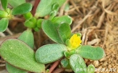 【金龟日记】认准这几种绿植,龟龟的美味菜肴