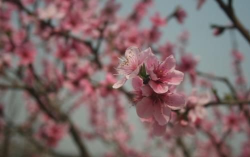 成都“神仙”赏花地：满山桃花开，树荫下吃鸡！