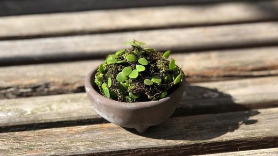 山野草，也高雅！