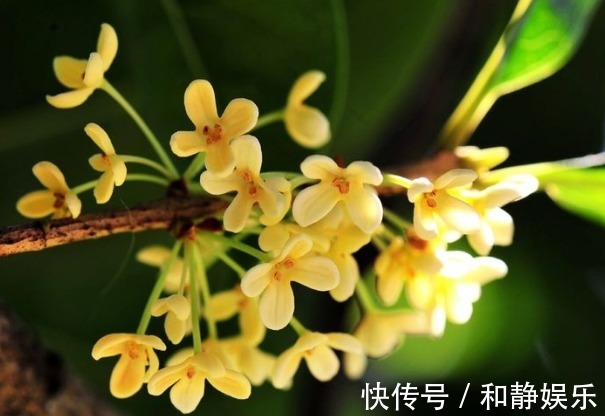 桂花|想要桂花开花更多,香味浓,以下3个方面多注意,四季开花更美丽