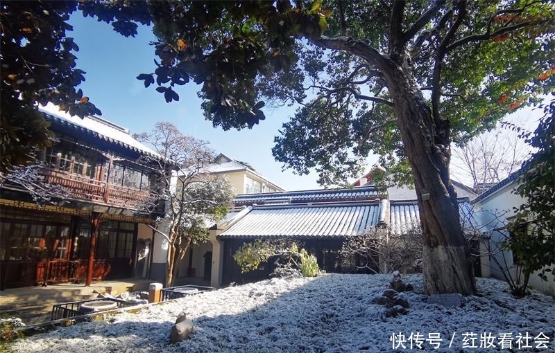 好大一棵树,底下是个洞!树龄已有200年