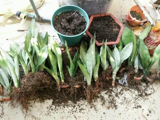 2种植物长得旺,2年不换盆,根系新芽“撑破”花盆