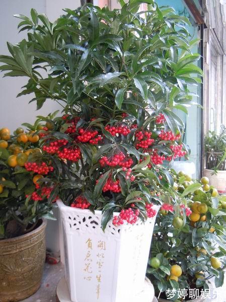 1种花，人称“黄金万两”，客厅养1盆，吉祥好运来，我就养了