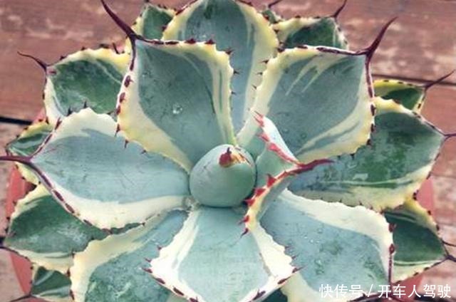 这些多肉植物,不需要防护措施也可以安全度夏,省心省力!