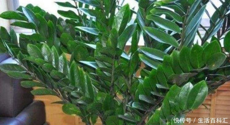 浇水|客厅养上4种花,四季常青,寓意好,招财进宝,懒人最爱