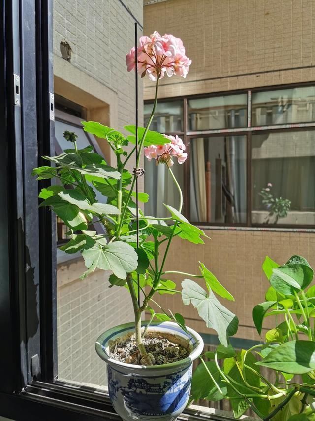 花花|3种花，千万别养成老桩，越老越不爱开花