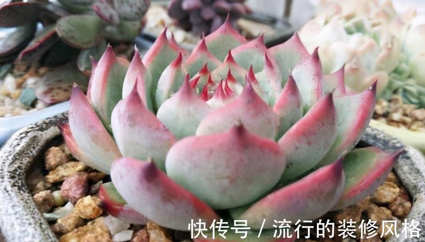 养多肉植物吉娃娃,抓住这3点,盆栽显贵气,特美!