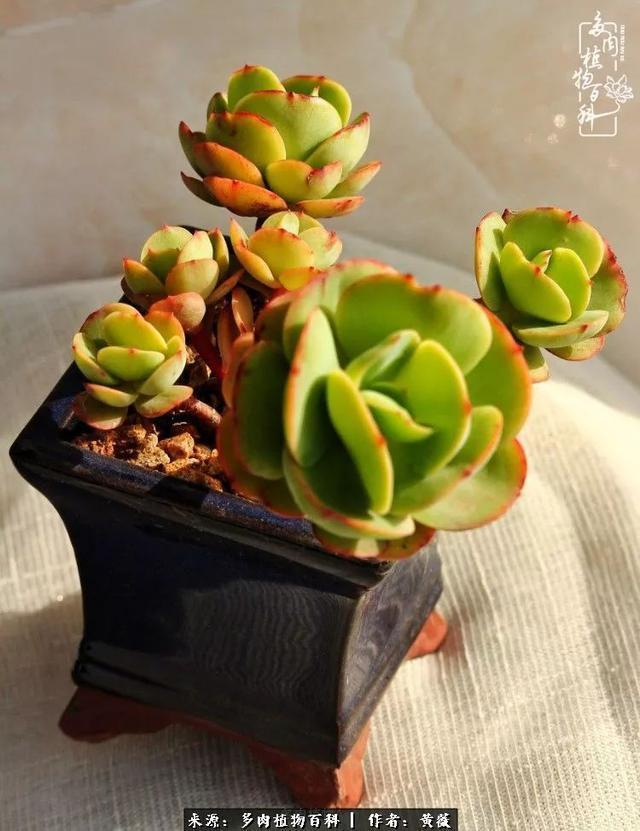 养了三年多肉，终于明白佛系养肉才是王道！