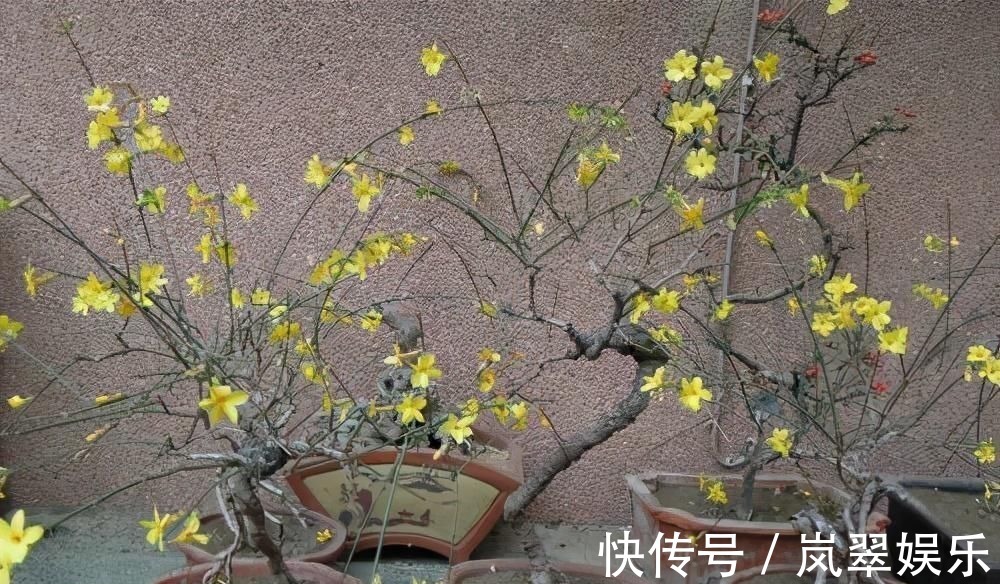 梅花|苏派盆景极具名气,这6种盆景做法精妙、极具自然之感,价值高