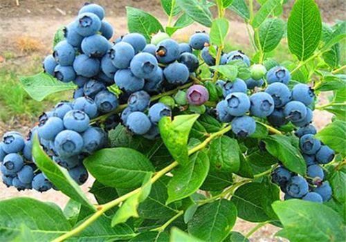 食物|每天晚上可以坚持吃3种食物，补充营养、排毒养颜，好处多多！