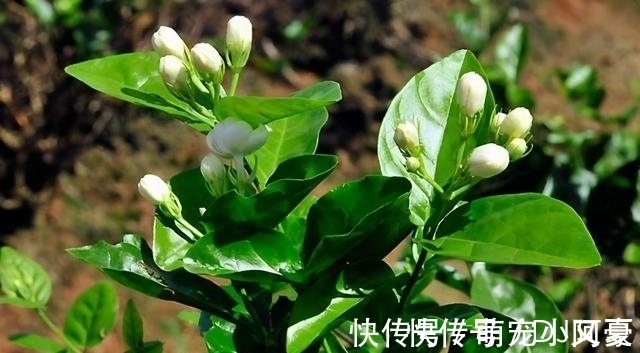 茉莉花|花市上的茉莉“满头花苞”，花香浓，原来是“这样”养出来的