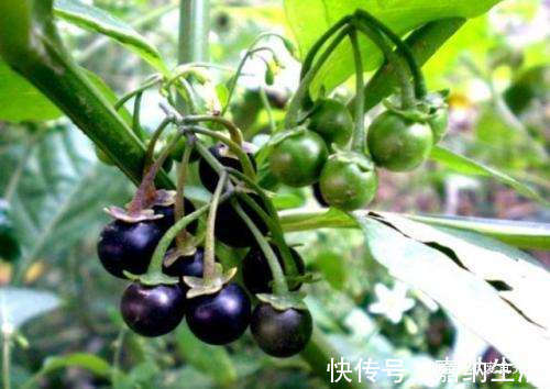 小时候|农村路边的“黑星星”,小时候总吃,专家却说不能吃,值得了解!