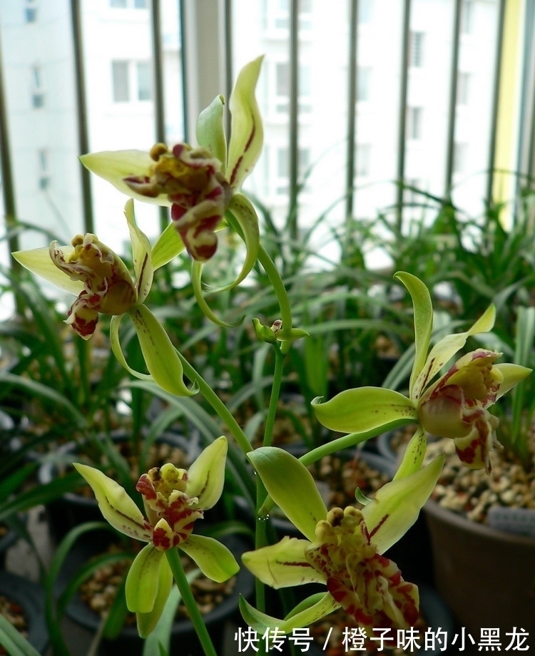 以前山上的野草,现在成为“高档”盆栽,花朵似玉狮,高雅又大气