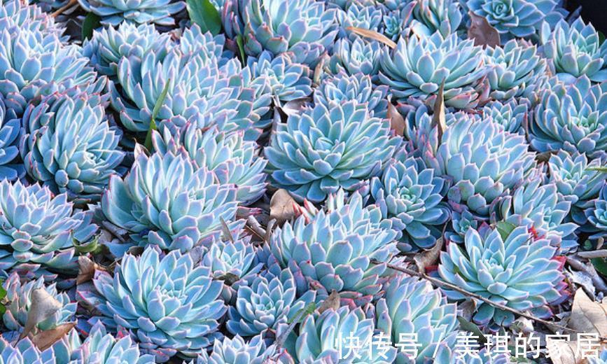 蓝色|多肉蓝色惊喜和菲欧娜,老花匠更推荐后者,来看看为什么?