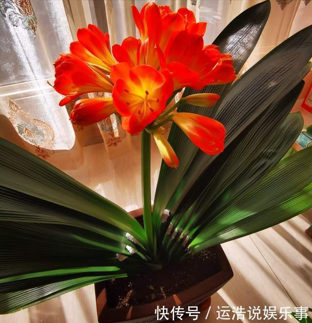 君子兰一直长不好，跟“换盆”有关系，很多人都做错了