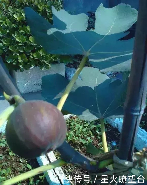 1根枝条插土里，10天生根，来年结果，一结一箩筐，吃不完！