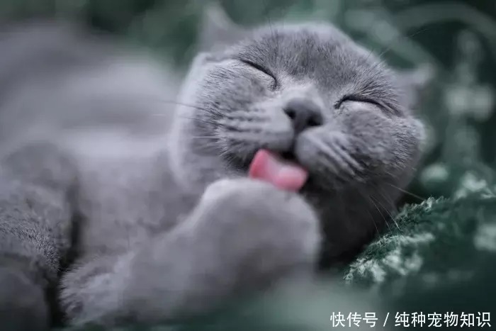 成年英短蓝猫标准体重 成年英短蓝猫标准体重