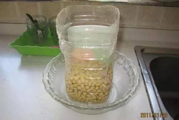 做芽苗菜|家里的塑料油桶别扔,有3个“妙用”,种菜效率高,扦插生根快