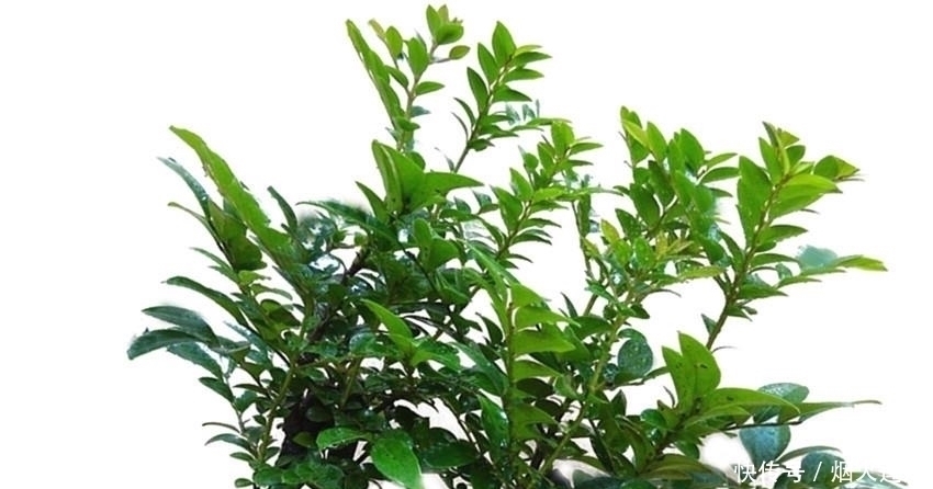 帝王|此花自古以来就是帝王之木,镇宅之宝,有钱人都养它