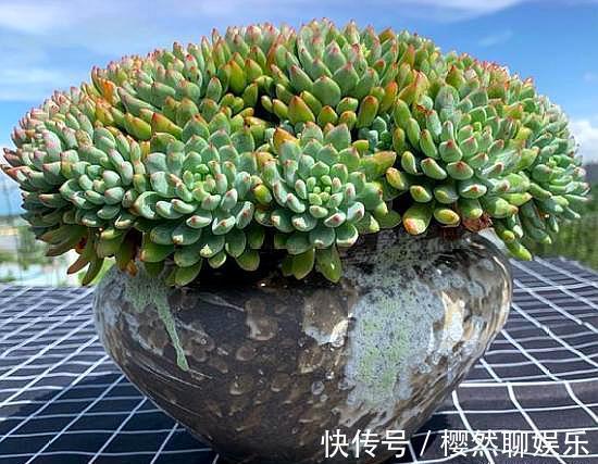 夏天养多肉,掉叶落叶太急人,做好“几点”,依旧水润肥嘟嘟
