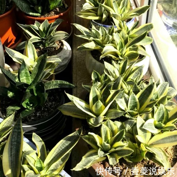 通透性|老妈在盆里埋点料,虎皮兰吃了一夜冒10个芽,花盆都炸了!