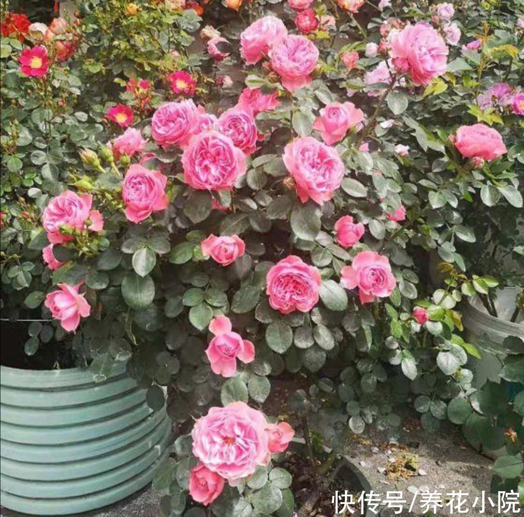 枝条|夏天养4种花，耐热、耐晒，开花多又勤