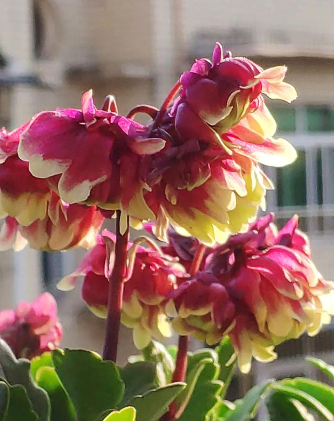 这盆吊兰养2年，年年开满小金鱼，大吉大利好喜气